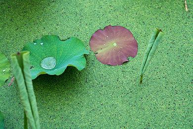 育碧发布《飙酷车神：轰鸣盛典》假期周末活动宣传 可获得布加迪威龙特别版